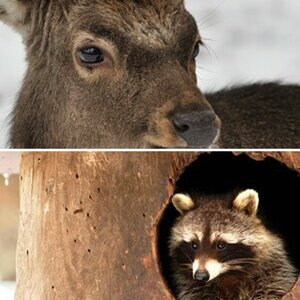 Wildpark Neuhaus 03Feb2013