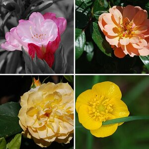 Blumen