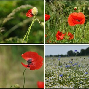 Mohn- und Kornblumenbilder