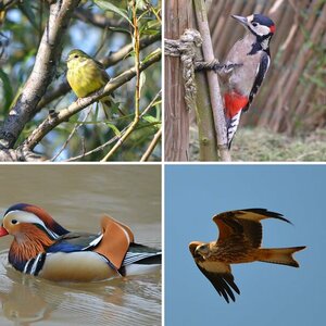 Erste Vogelfotos