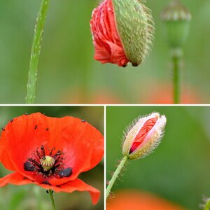 Kornblumen