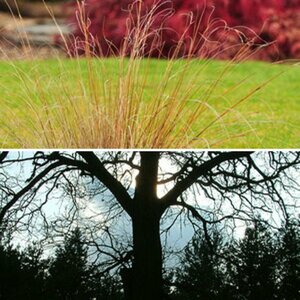 BaumBaum=Wald