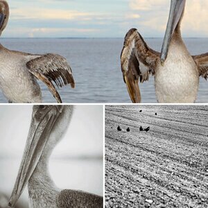 Vögel
