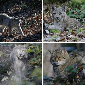 Wildpark Pforzheim