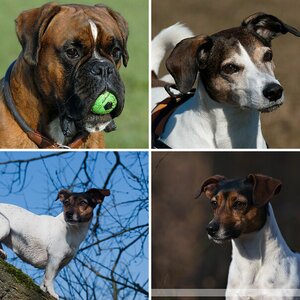 Hunde-Portraits