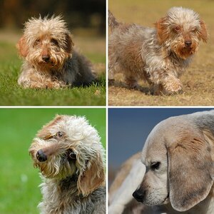 Hunde 2013