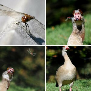 junge Nilgänse,Libellen