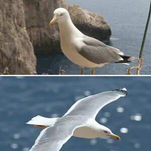 Vögel