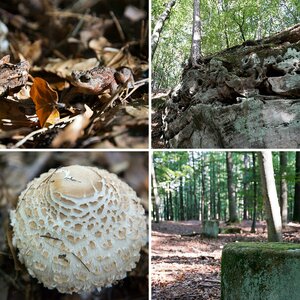 Spaziergang im Wald