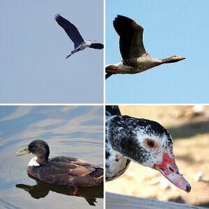 Vögel