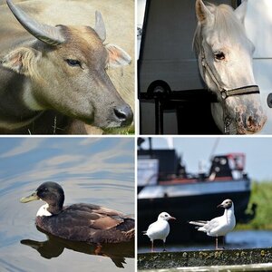 Tiere