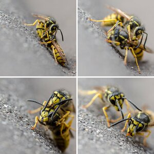 Sigma 105 Makro