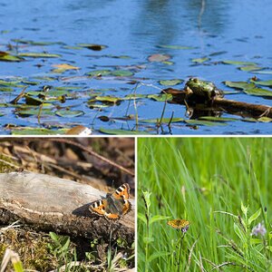 Bewertung Tiere und Insekten