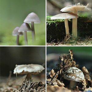 Pilze