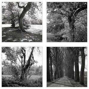 hasselblad