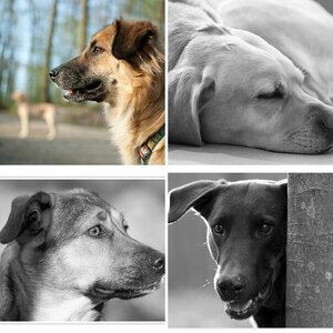 Hunde 3