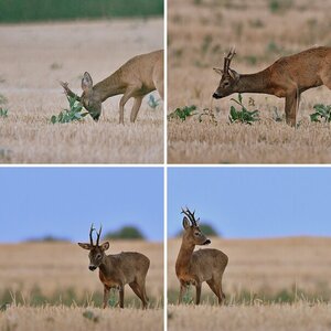 Tiere aus Wald und Wiese!
