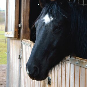 Februar 2011