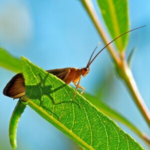 Insekten