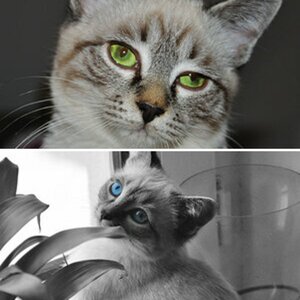 kater