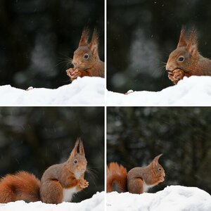 Tiere