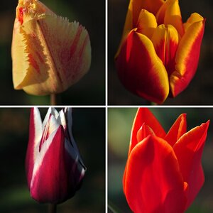 Tulpen