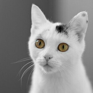 Unsere Katze