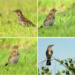 Amsel Bachstelze Drossel Wasseramsel