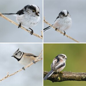 Vögel