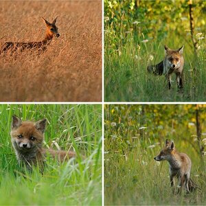 Wildlife