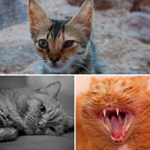 Katzen
