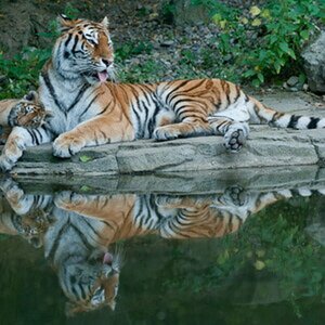 Zoo Zürich