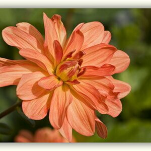 Blüten-Blumen-Pflanzen