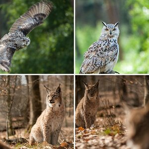 Zoo und Wildpark