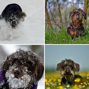 kein Hund sondern ein Dackel