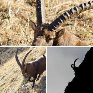 Steinbock