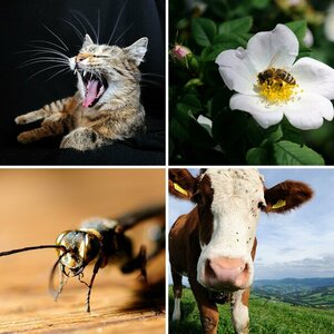 animal