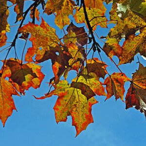 Herbst