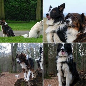 Hunde