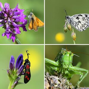 Makro Insekten 2