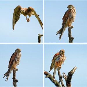 Bussard, Milane, Falken, Sperber