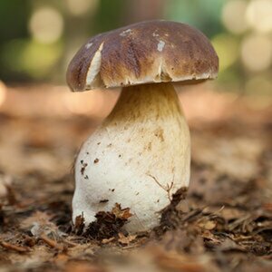 Pilze