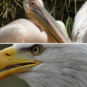 Vögel