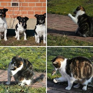 Hunde