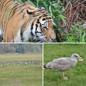 Tiere