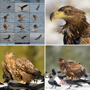 Seeadler in Norwegen