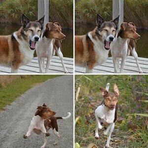 Hundsis