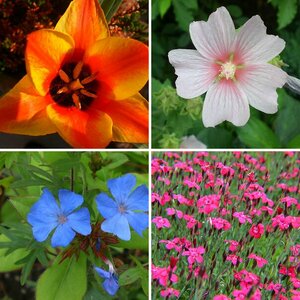 Blumen / Blüten