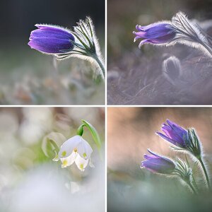 Blüten und Blätter (3)