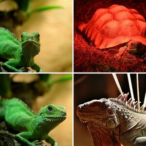 Reptilien Ausstellung